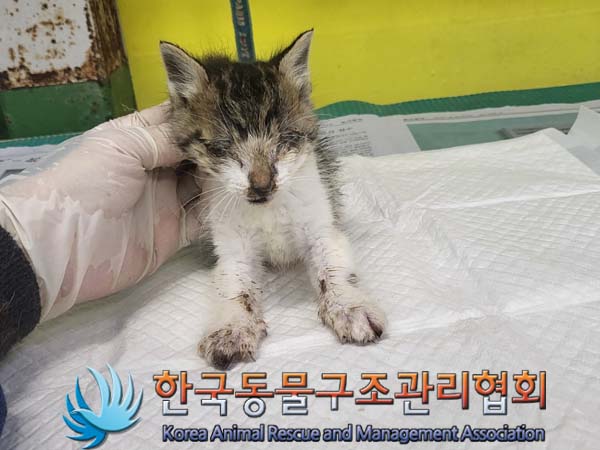 한국동물구조관리협회_441560202300696